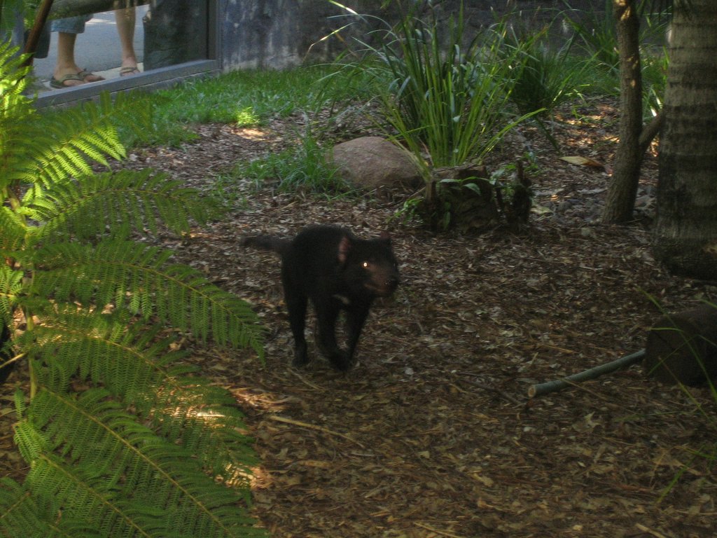Australia Zoo: More animals