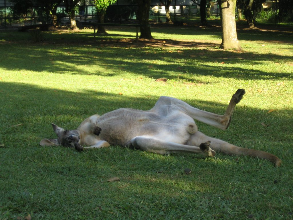 Australia Zoo: The Kangaroos