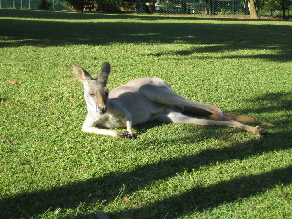 Australia Zoo: The Kangaroos