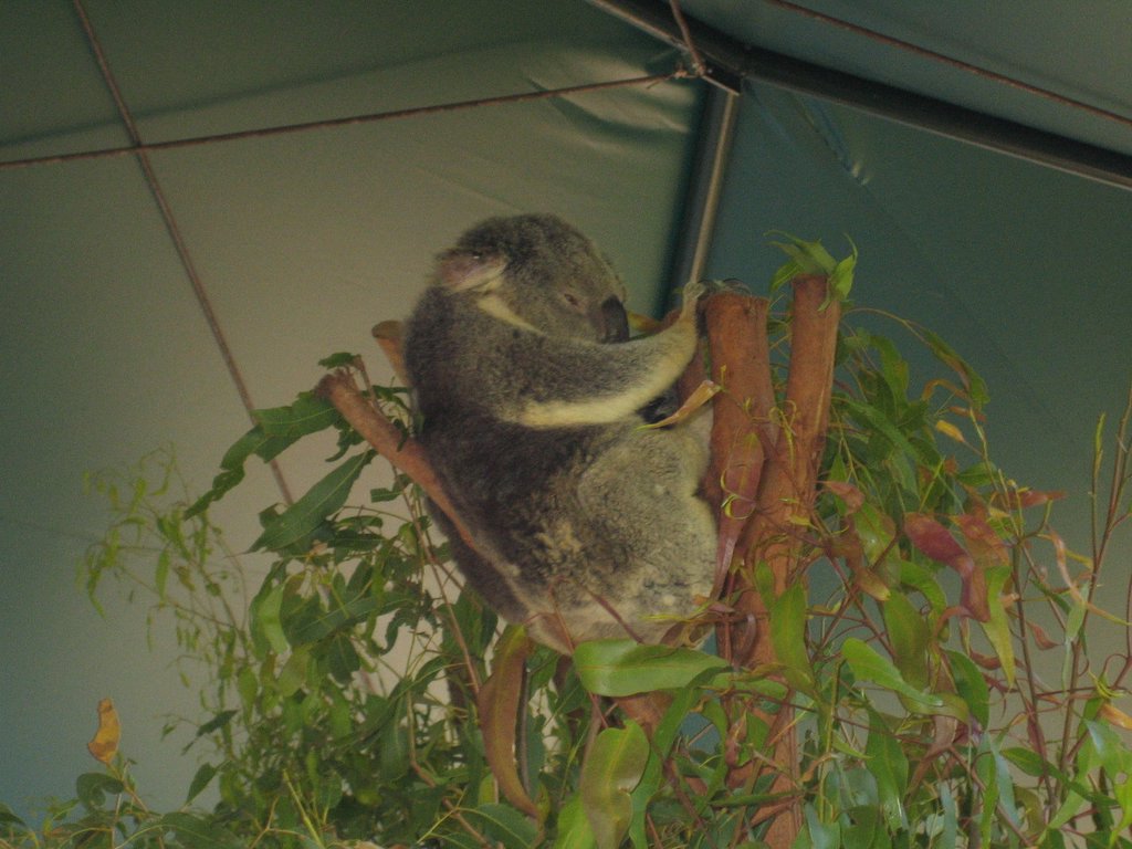 Australia Zoo: More animals