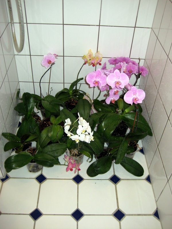 Esther's babies in the shower.