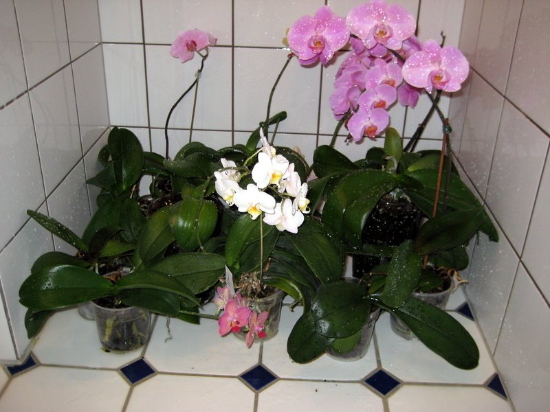 Esther's babies in the shower.