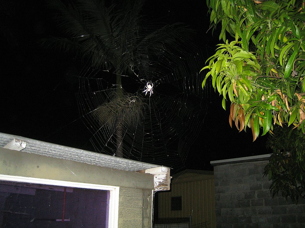 Friendly crab spider in Lea's backyard