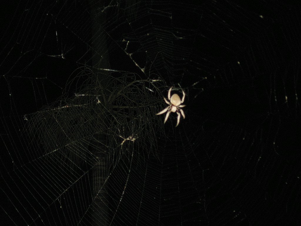 Friendly crab spider in Lea's backyard