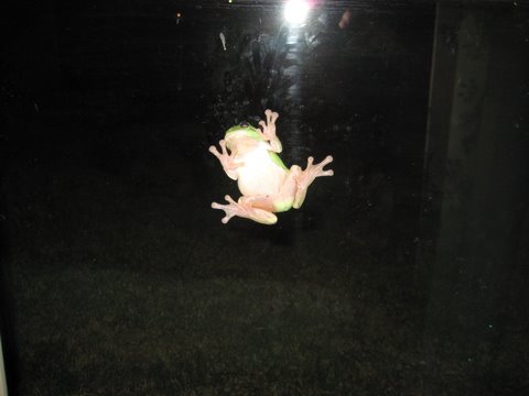Green tree frogs outside the window