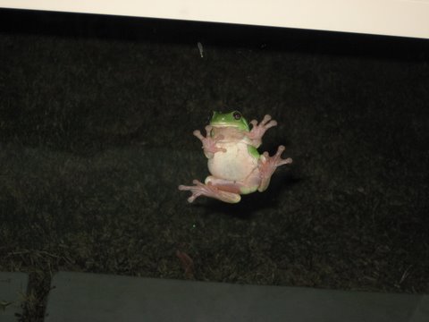 Green tree frogs outside the window