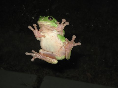Green tree frogs outside the window