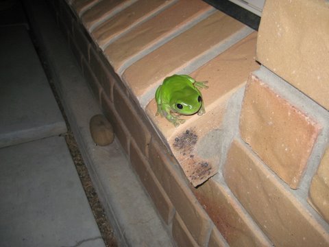 Green tree frogs outside the window
