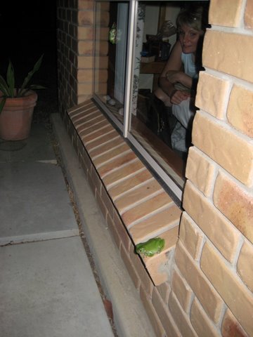 Green tree frogs outside the window