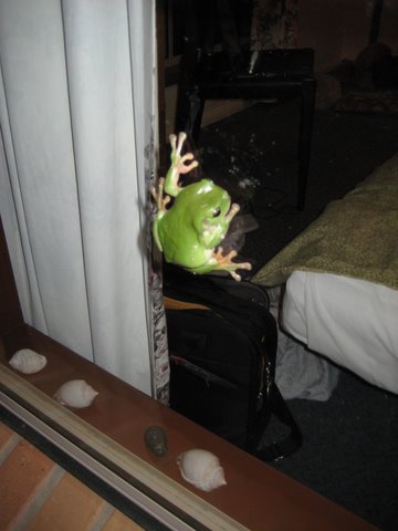 Green tree frogs outside the window