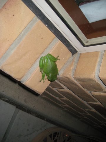 Green tree frogs outside the window