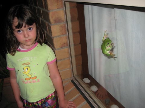 Green tree frogs outside the window