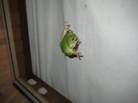 Green tree frogs outside the window