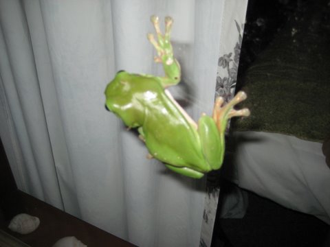 Green tree frogs outside the window