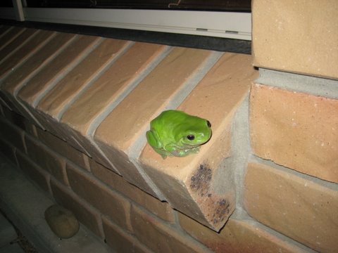 Green tree frogs outside the window