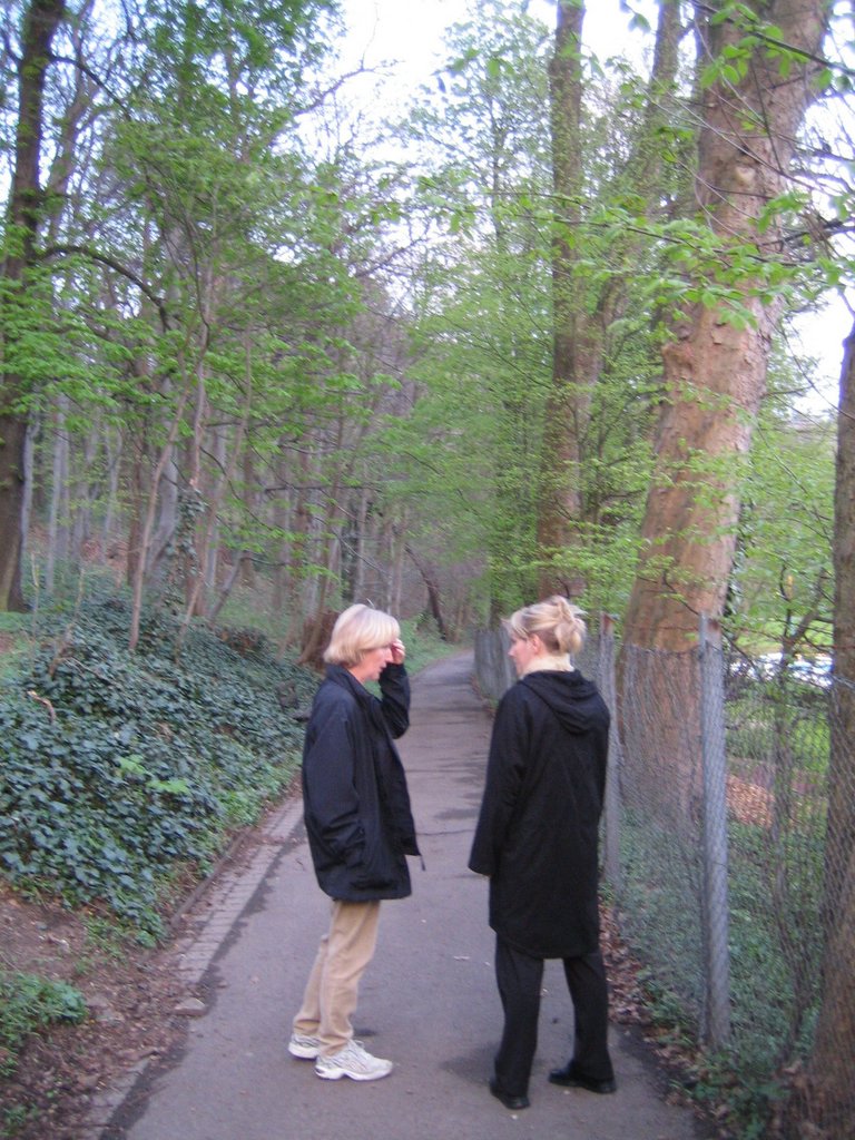 A walk in the forest