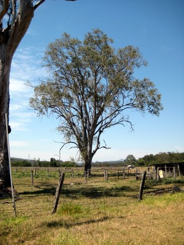 Rural witnessing near Laidley