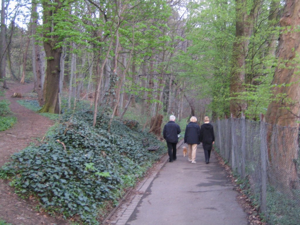 A walk in the forest