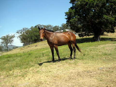 Rural witnessing near Laidley