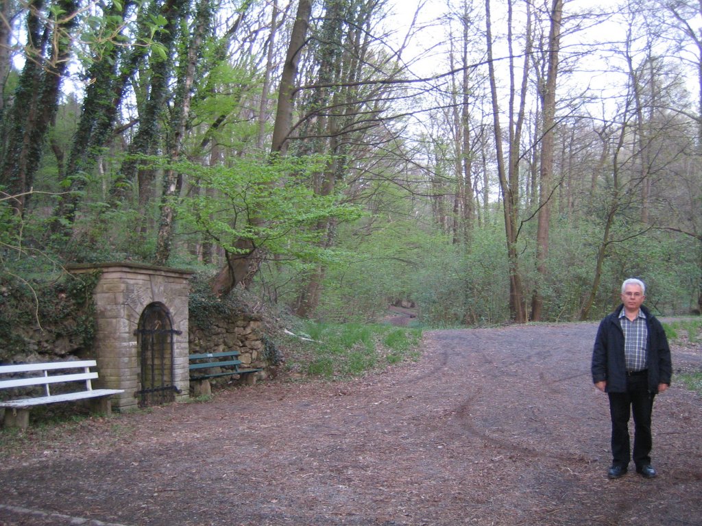 A walk in the forest