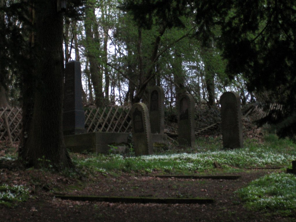 A walk in the forest