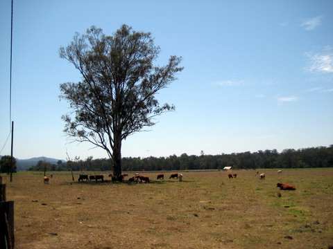Rural witnessing near Laidley