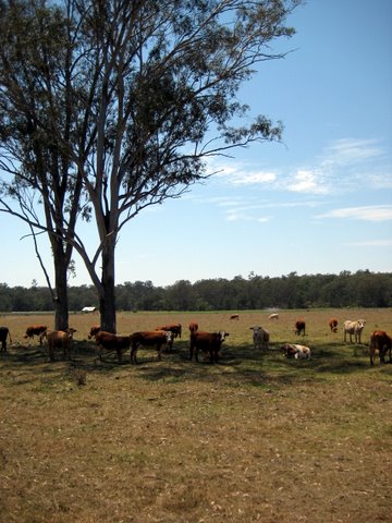 Rural witnessing near Laidley