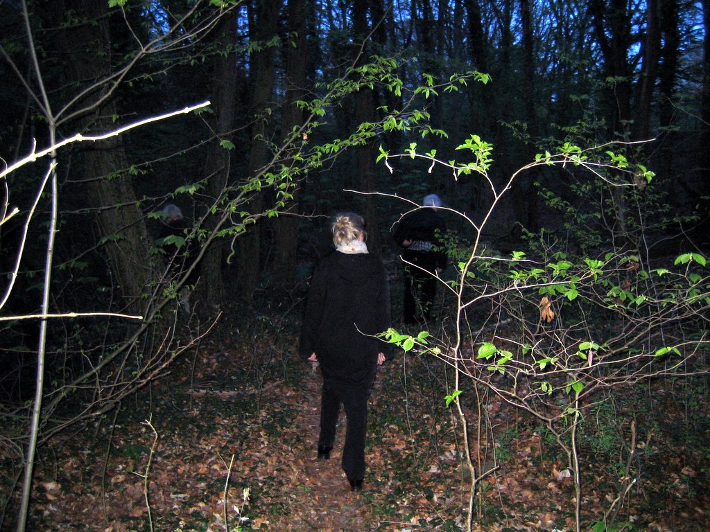A walk in the forest