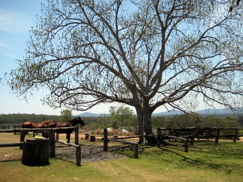 Rural witnessing near Laidley