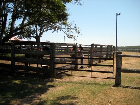 Rural witnessing near Laidley