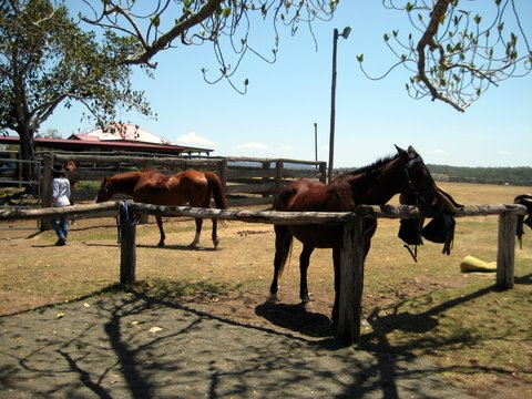 Rural witnessing near Laidley