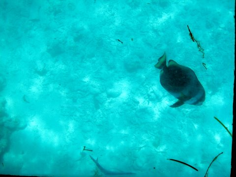 An incredibly beautiful trip to Green Island