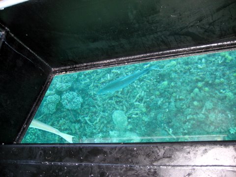 An incredibly beautiful trip to Green Island