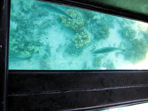 An incredibly beautiful trip to Green Island