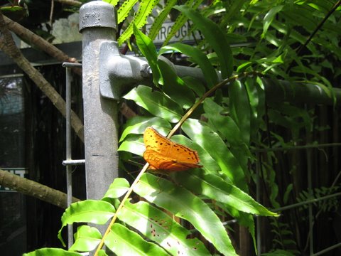 Kuranda Butterfly Sanctuary