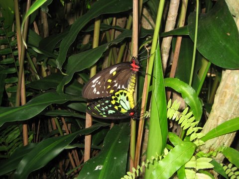 Kuranda Butterfly Sanctuary