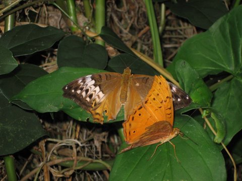 Kuranda Butterfly Sanctuary