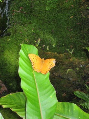 Kuranda Butterfly Sanctuary