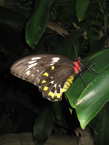 Kuranda Butterfly Sanctuary