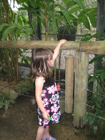 Kuranda Butterfly Sanctuary