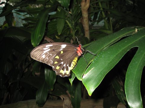 Kuranda Butterfly Sanctuary