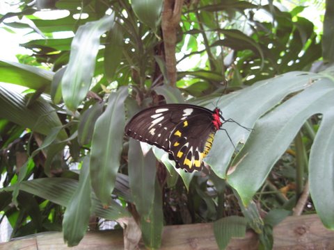 Kuranda Butterfly Sanctuary