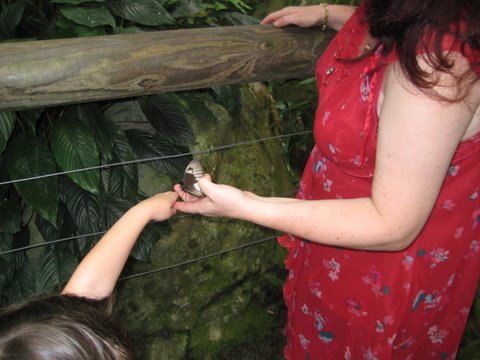 Kuranda Butterfly Sanctuary