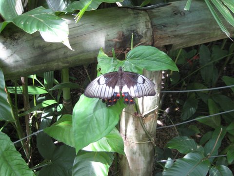 Kuranda Butterfly Sanctuary