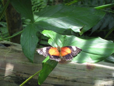 Kuranda Butterfly Sanctuary