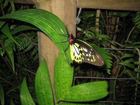 Kuranda Butterfly Sanctuary