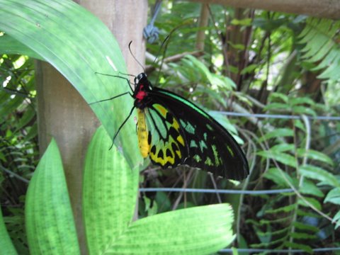 Kuranda Butterfly Sanctuary