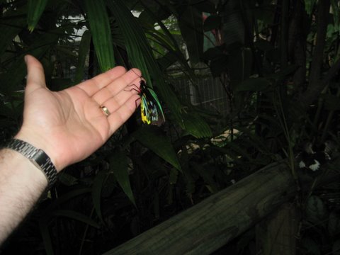 Kuranda Butterfly Sanctuary