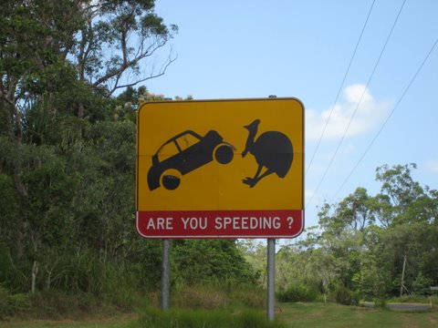 Cassowaries on the way to Mission Beach