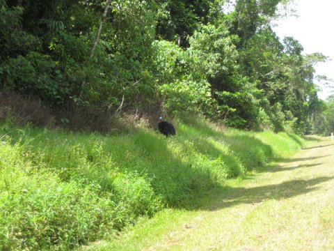Cassowaries on the way to Mission Beach